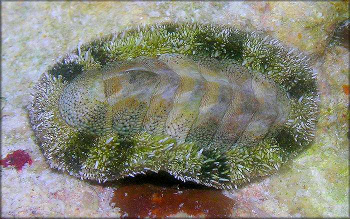 Acanthopleura Granulata Gmelin 1791 West Indian Fuzzy Chiton acanthopleura-granulata-gmelin-1791-west-indian-fuzzy-chiton